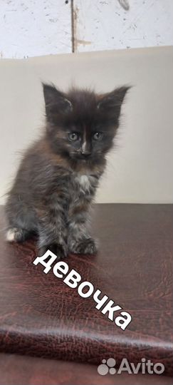 Котята мейн-кун