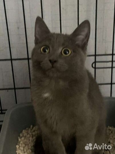 Молодые котики в добрые руки
