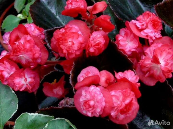 Бегонии махровые вечноцветущие