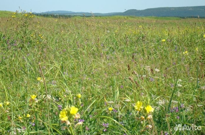 Мёд Алтайский опт