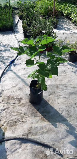 Саженцы катальпы