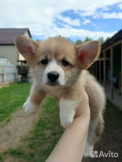 Вельш корги пемброк. Щенки Выбор большой