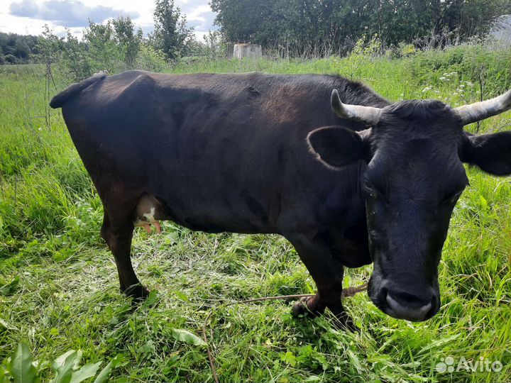 Продажа дойных коров
