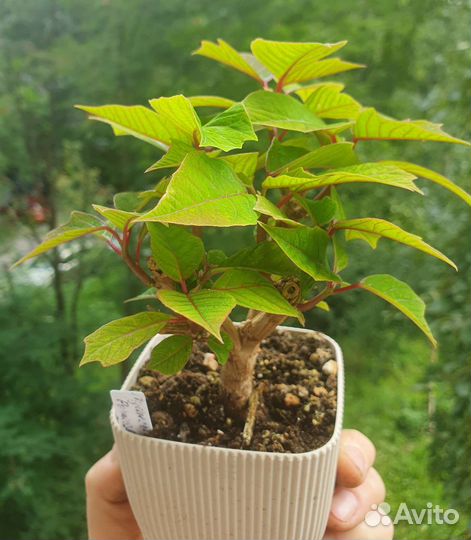 Пуансеттия. Рождественская звезда