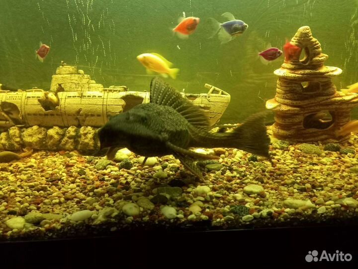 Аквариумные рыбки