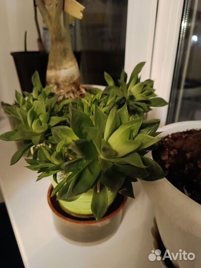 Спатифиллум