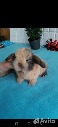 Самые красивые вислоухие крольчата