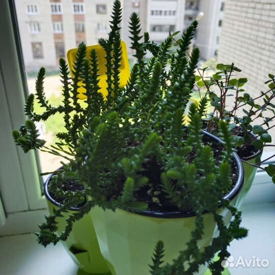 Суккулент крассула плауновидная