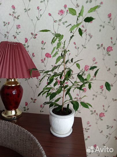 Фикусы бенджамина много и разные