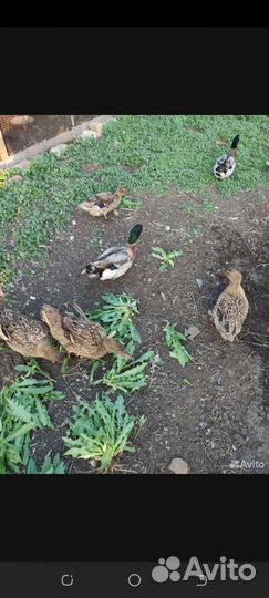 Подсадные утки