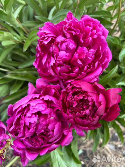 Корни пионов