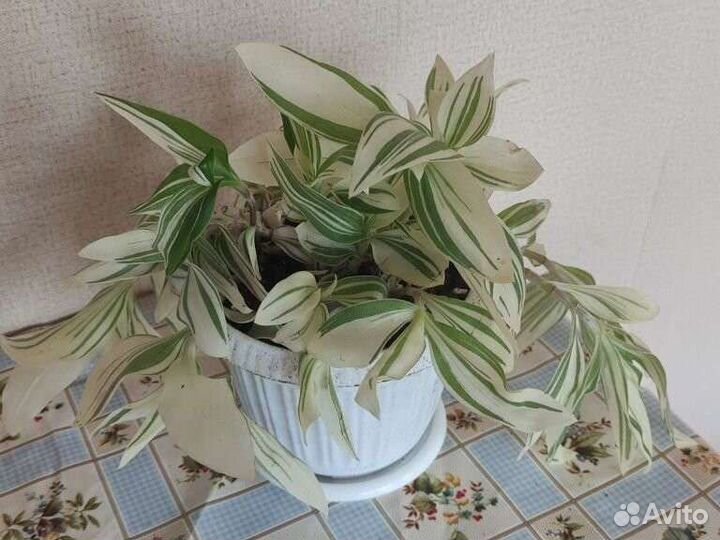 Традесканция