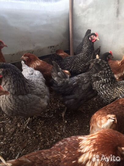 Куры молодки