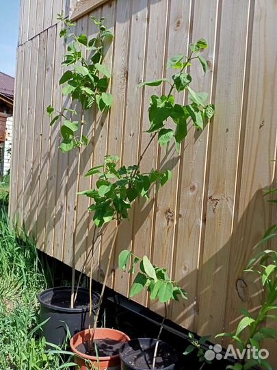 Сирень махровая