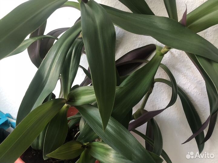 Комнатный цветок Рео