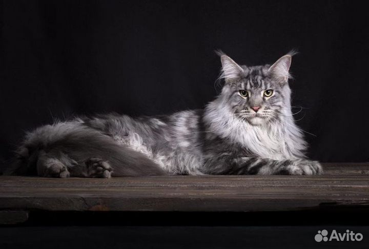 Кот ждет кошечек