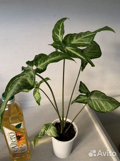 Лягушка (Сингониум)