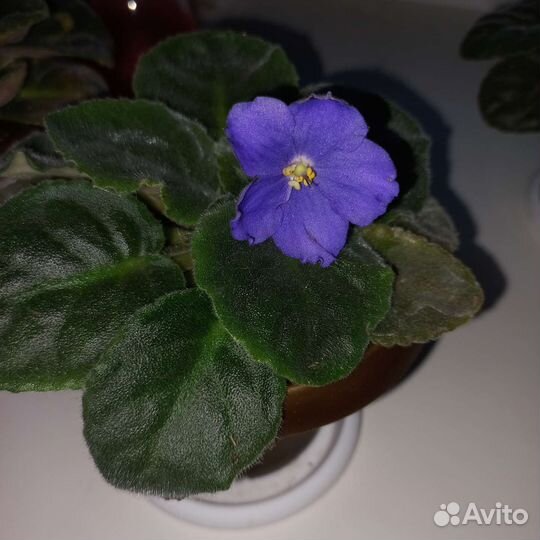 Фиалка в горшках