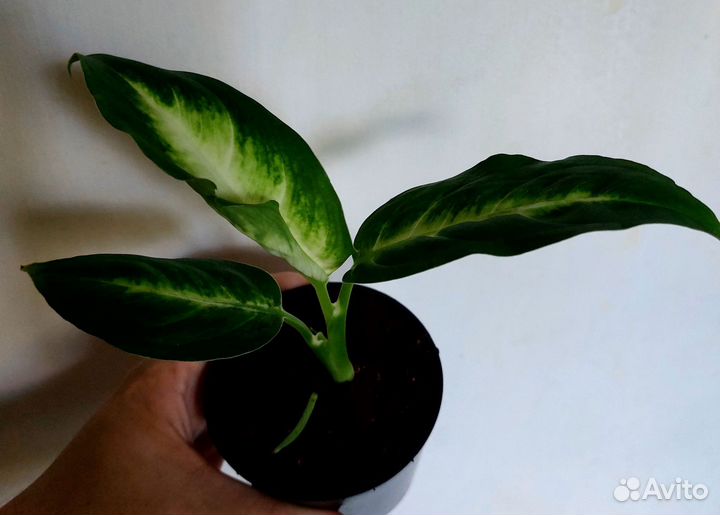 Диффенбахия