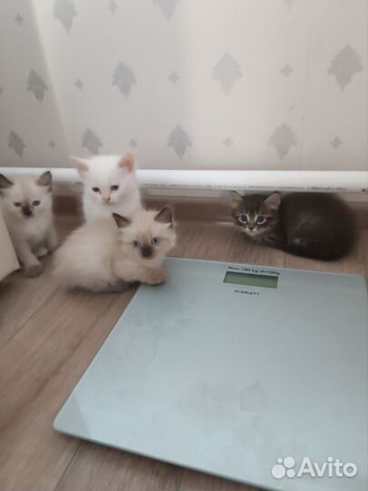 Котята невская маскарадная