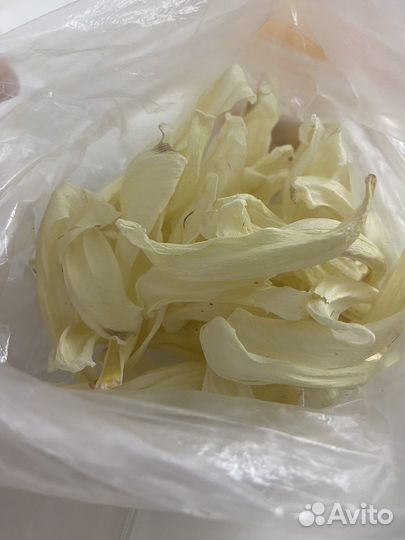 Сухие лепестки тюльпанов