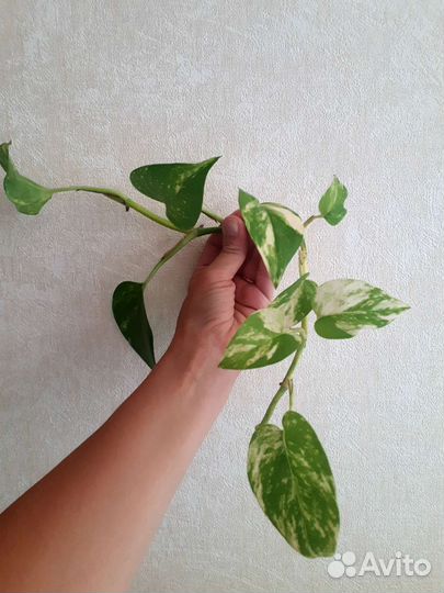 Сциндапсус,эпипремнум,бегония,сигнониум