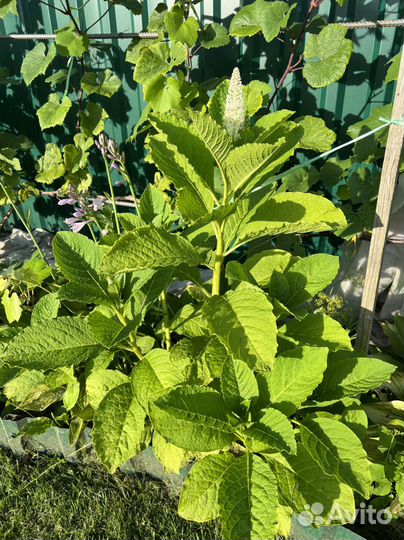 Лаконос (фитолакка) многолетник