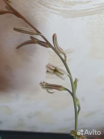 Хавортия жемчужная