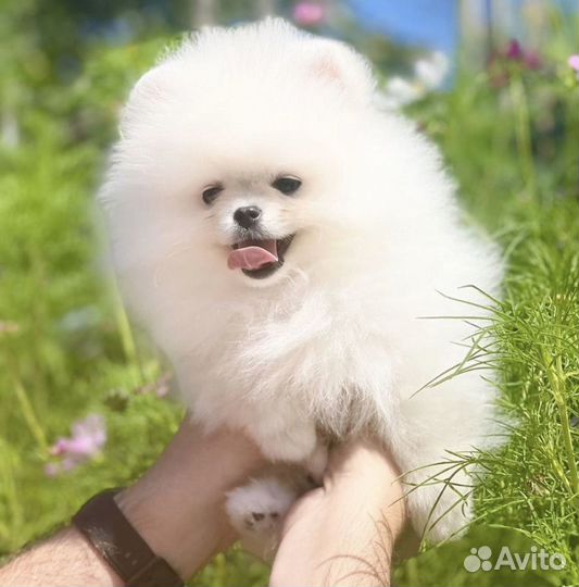 Мишка мини