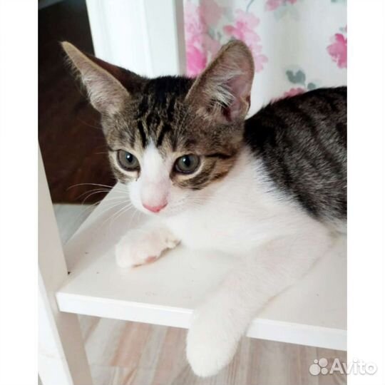 Отдам котенка мальчика