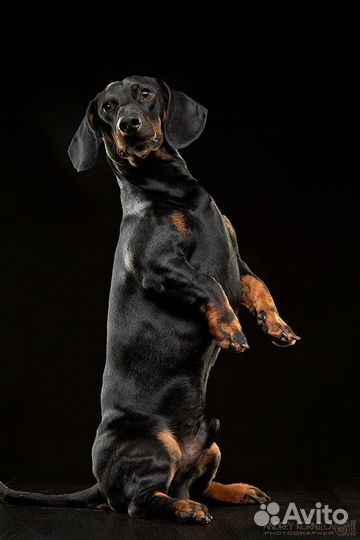 Щенки таксы