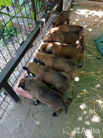Продаются щенки бельгийской овчарки Малинуа объявление продам