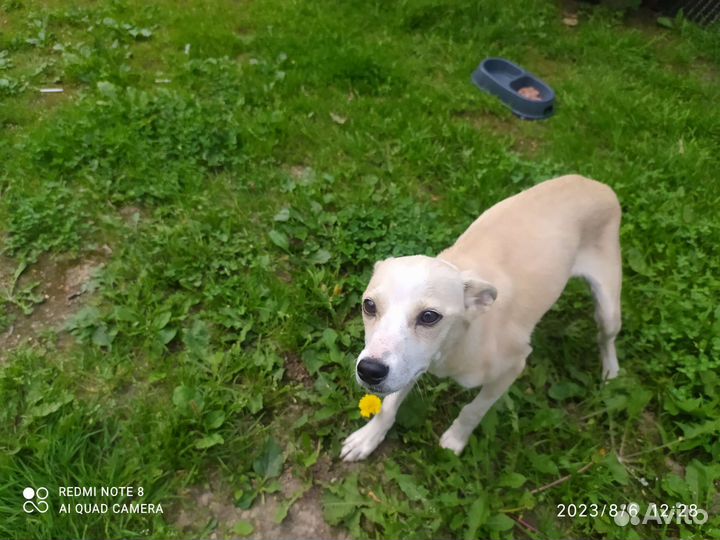 Левретка в добрые руки игривая любит детей