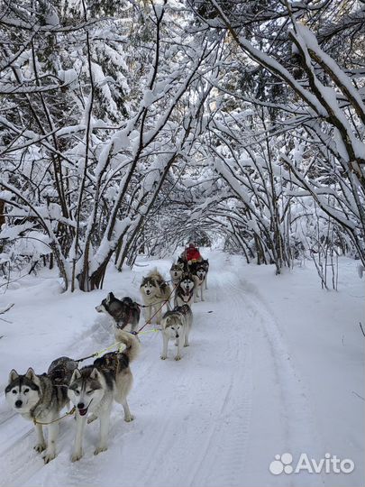 Выездная упряжка хаски