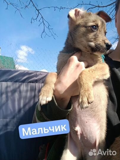 Собака в добрые руки отдам бесплатно
