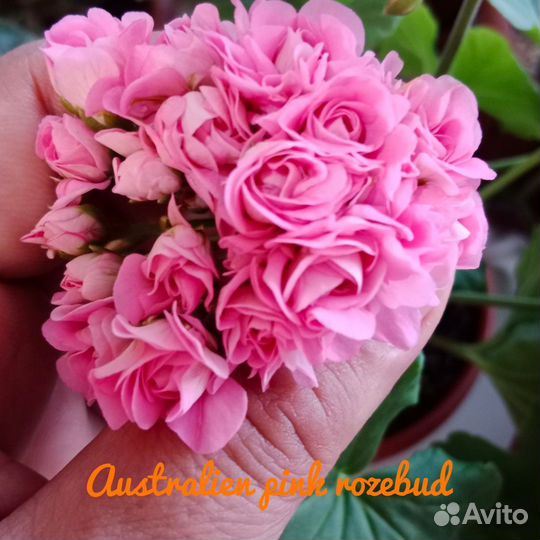 Пеларгония