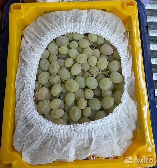 Хвосты говяжьи, Алтай