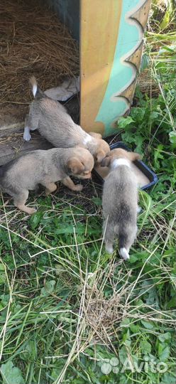 Щенки в добрые руки