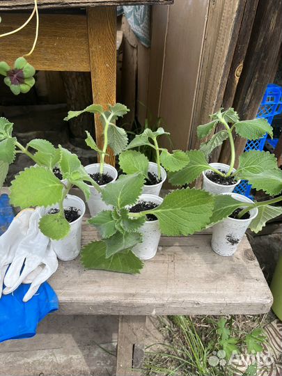 Мята крупнолистовая