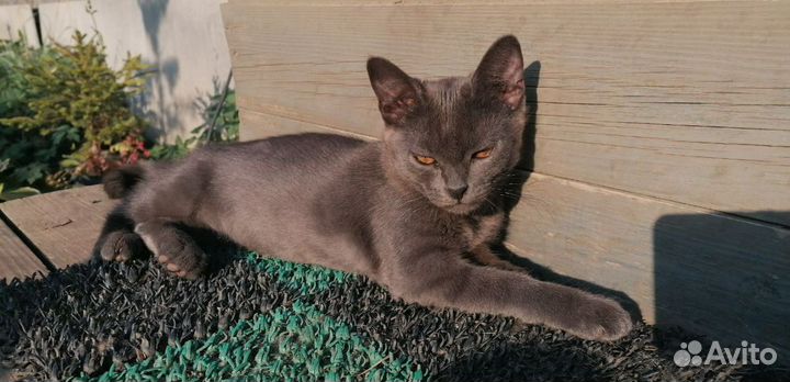 Кошечка в добрые руки,4 месяца