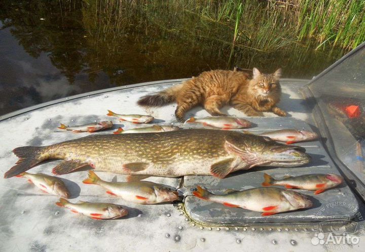 Прокат лодок с мотором и без