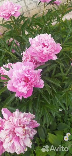 Примулы. Маргаритки. Пионы. Хоста. Ирисы. Флоксы