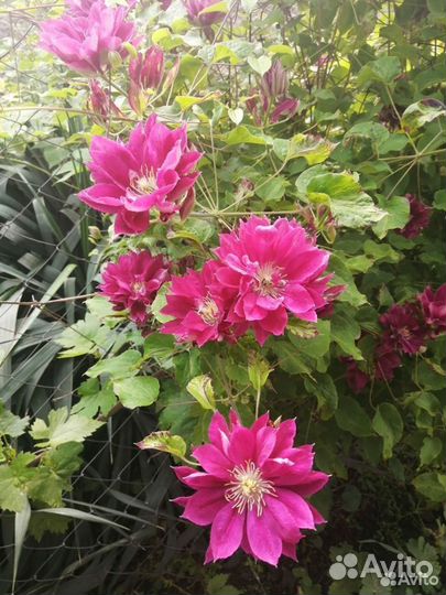 Клематис Ред стар