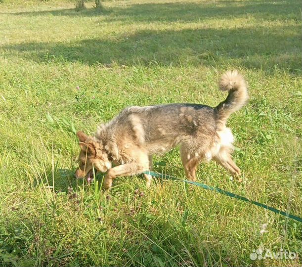 Собака мальчик молодой в добрые руки