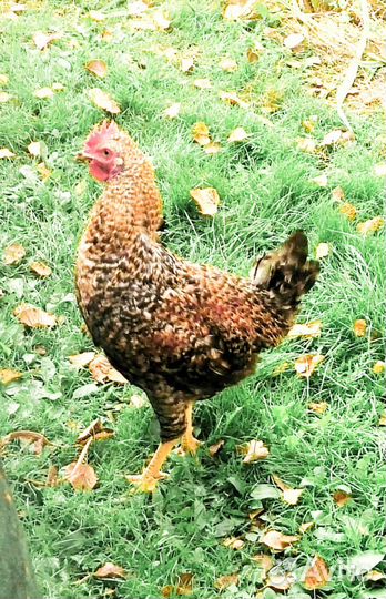 Петух молодой