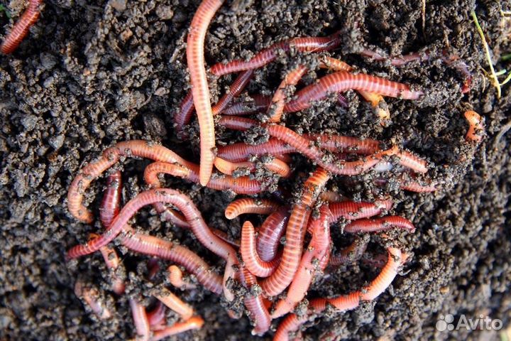 Черви крупные для рыбалки