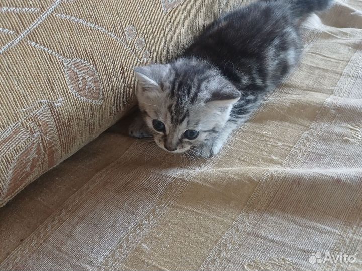 Котята, отдам в добрые руки