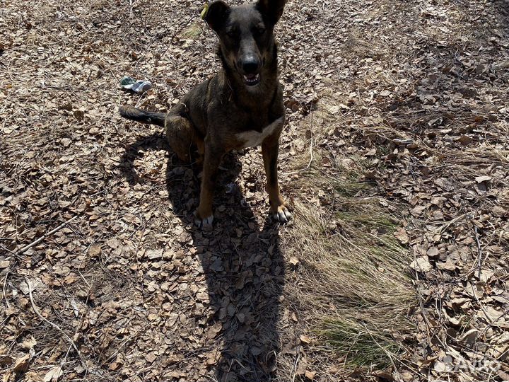 Собака в добрые руки девочка стерилизованная