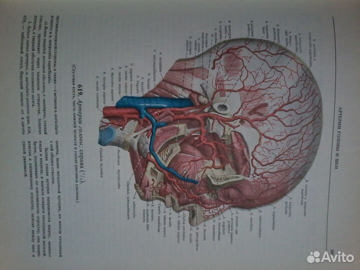 Атлас анатомии человека синельников 1973