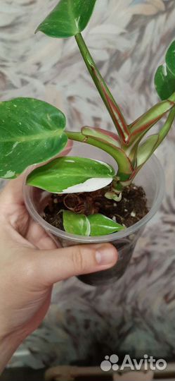 Филодендрон Белая принцесса